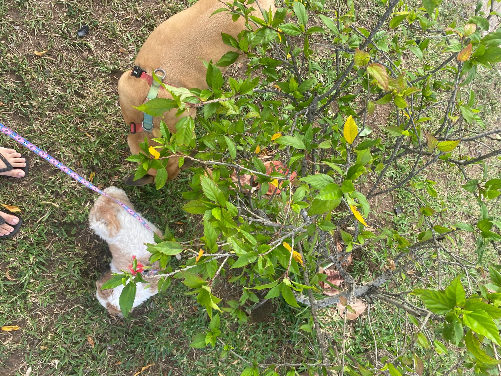 Mulher e cachorrinho em um momento afetivo